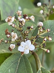 Viburnum tinus