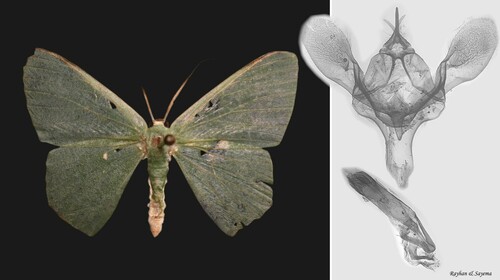 Eretmopus discissa