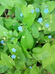 Omphalodes verna