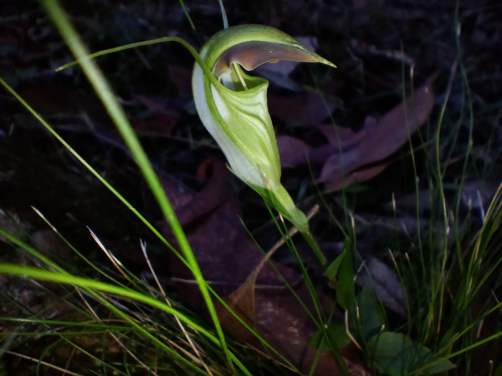 Pterostylis grandiflora