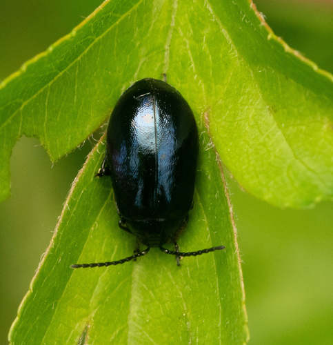 Photo of Alder Leaf Beetle (Agelastica alni)