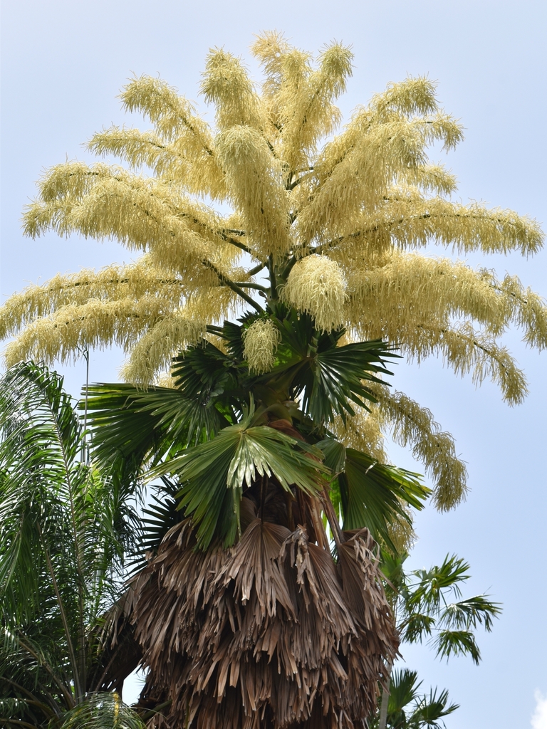 palms (Family Arecaceae)  iNaturalist