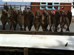 Hippoglossus stenolepis