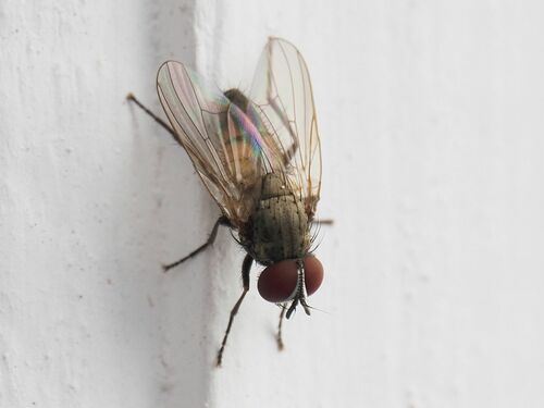 Lesser house fly