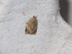 Neocalyptis affinisana