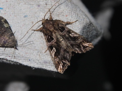 Callopistria exotica