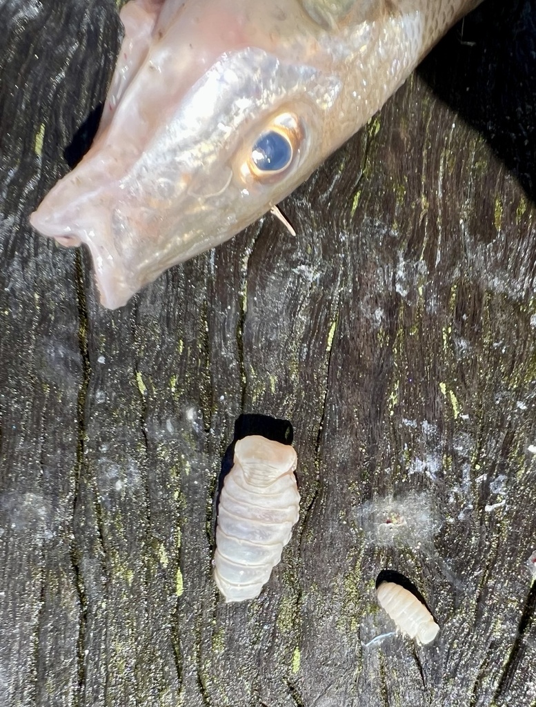 Cymothoa indica