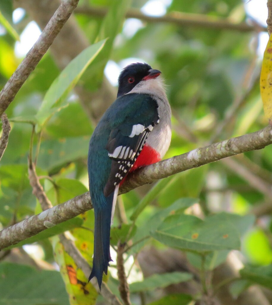 Cuban Trogon from Cueva de los Portales, Cuba on February 11, 2013 at ...