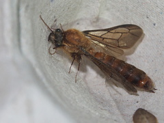 Dorylus orientalis
