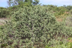 Santalum ellipticum