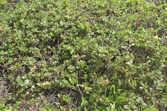 Scaevola coriacea