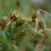 Carex kingii - Photo (c) Flavien Saboureau, alguns direitos reservados (CC BY), uploaded by Flavien Saboureau