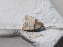 Rivula basalis