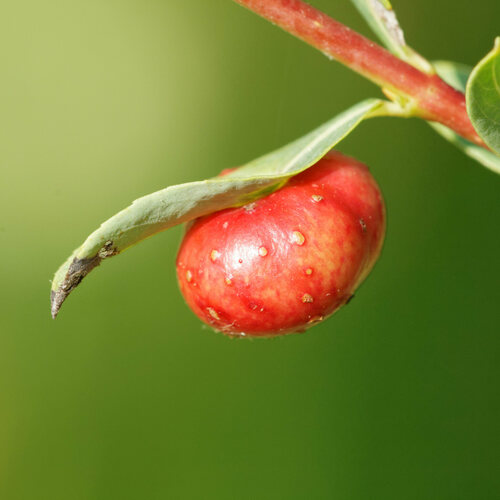 Euura viminalis Kopelke, 2001