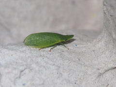 Petalocephala rubromarginata