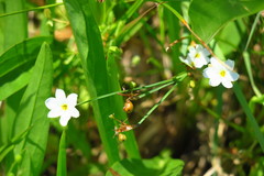Sisyrinchium albidum