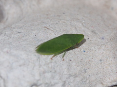 Petalocephala rubromarginata