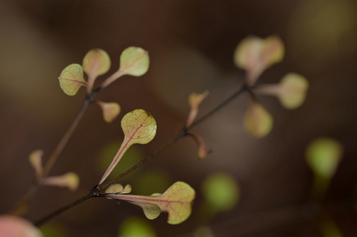Image of Coprosma arborea by (c) Christopher Stephens, some rights reserved (CC BY-SA)