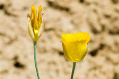 Calochortus weedii weedii