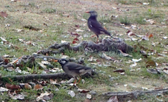 Spodiopsar cineraceus