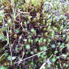 Polytrichadelphus magellanicus