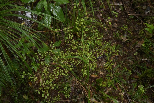 Image of Coprosma arborea by (c) Christopher Stephens, some rights reserved (CC BY-SA)