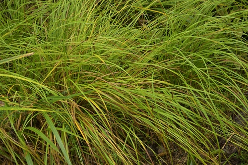 Image of Carex solandri by (c) Christopher Stephens, some rights reserved (CC BY-SA)