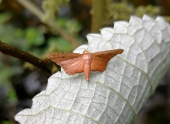 Picrostomastis subrosealis