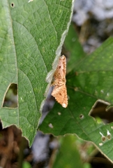 Picrostomastis subrosealis