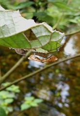 Picrostomastis subrosealis