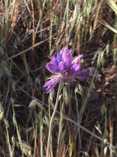 iNaturalist observation photo of blue dicks
