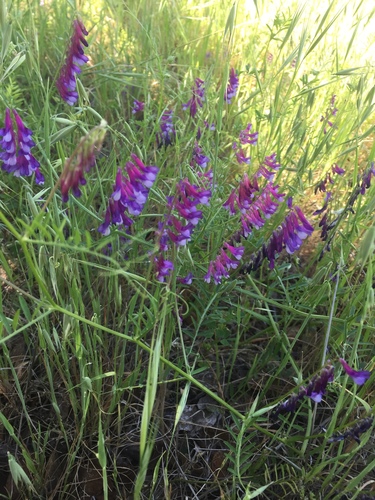 iNaturalist observation photo of hairy vetch