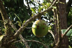 Crescentia cujete image