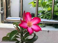 Adenium