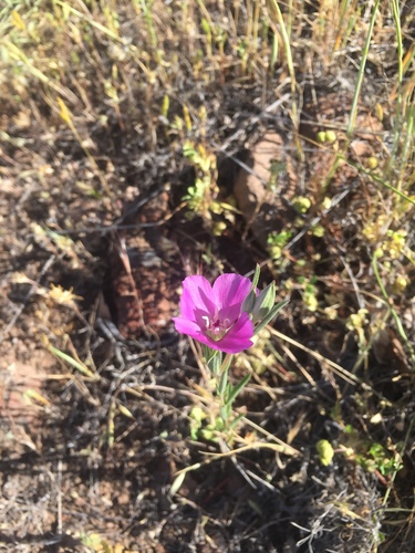 iNaturalist observation photo of Clarkias
