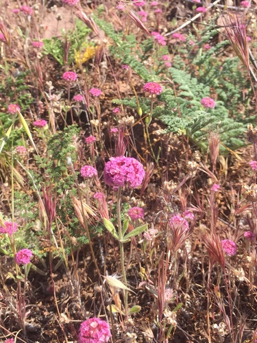 iNaturalist observation photo of Douglas' Spineflower
