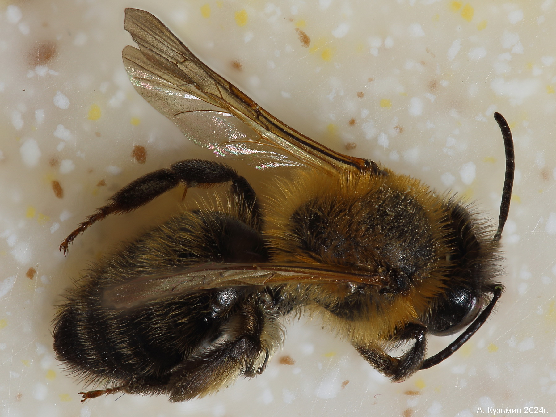 Пчела Andrena nigroaenea