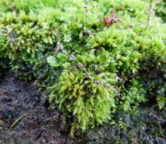 Philonotis pyriformis