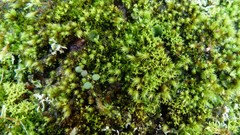 Philonotis pyriformis