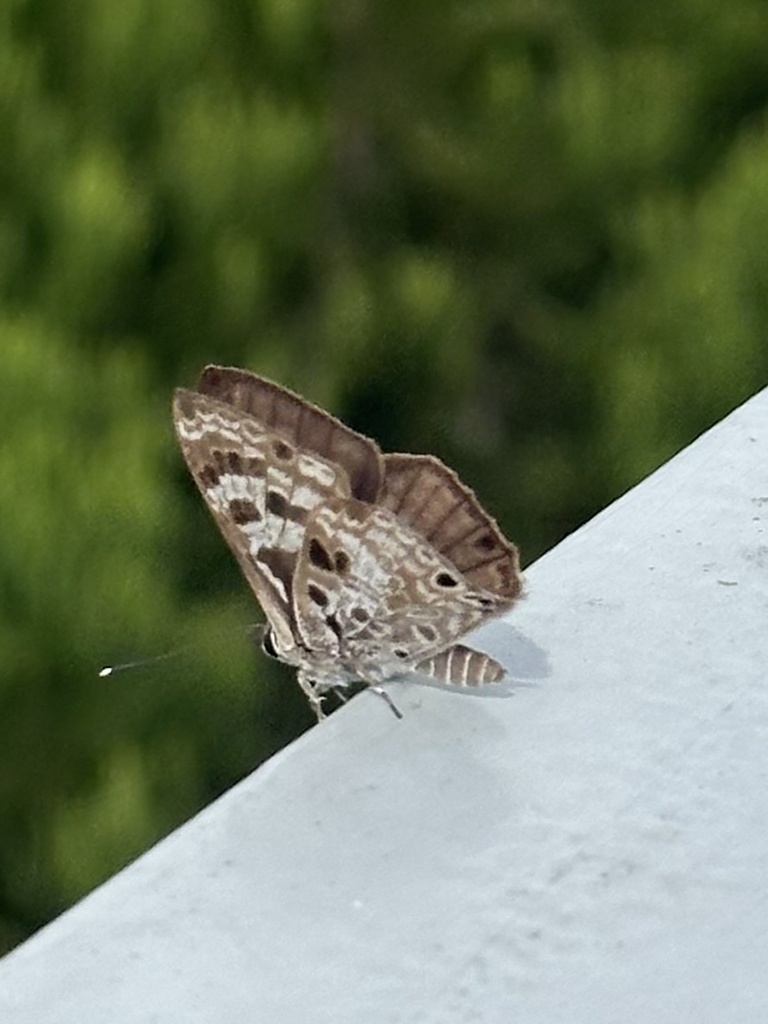 White-banded Pierrot