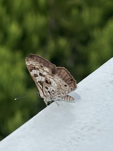 White-banded Pierrot