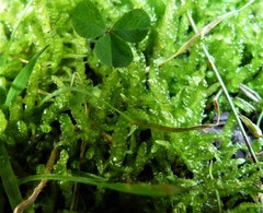 Acrocladium chlamydophyllum