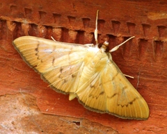 Lepidoptera