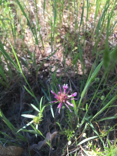 iNaturalist observation photo of tomcat clover