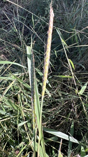 Saramatta grass (Ischaemum rugosum)