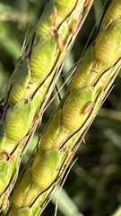Ribbed Murainagrass