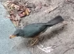 Turdus olivaceus