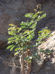 Leucaena lanceolata
