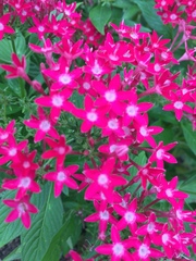 Pentas