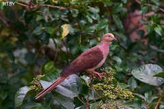 Amboyna Cuckoo-Dove photo 3